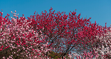 春の彩り 花桃の里