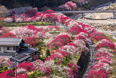 Hanamomo no Sato